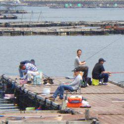 淡路じゃのひれフィッシングパーク 釣果