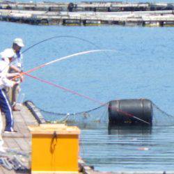 淡路じゃのひれフィッシングパーク 釣果