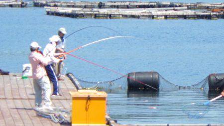 淡路じゃのひれフィッシングパーク 釣果