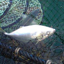 淡路じゃのひれフィッシングパーク 釣果
