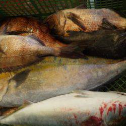 淡路じゃのひれフィッシングパーク 釣果