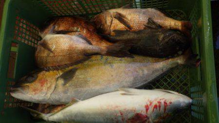 淡路じゃのひれフィッシングパーク 釣果