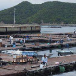 淡路じゃのひれフィッシングパーク 釣果
