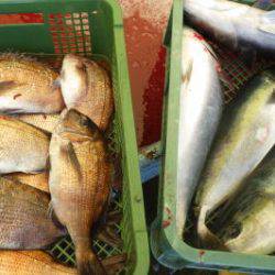 淡路じゃのひれフィッシングパーク 釣果