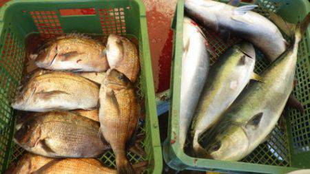 淡路じゃのひれフィッシングパーク 釣果