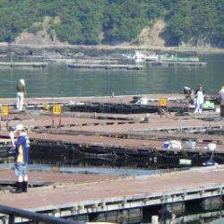 淡路じゃのひれフィッシングパーク 釣果