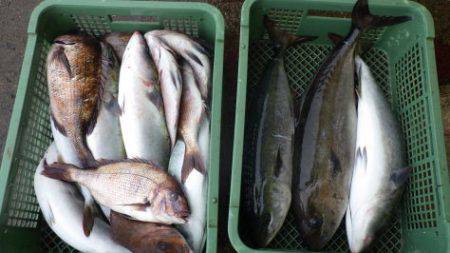 淡路じゃのひれフィッシングパーク 釣果