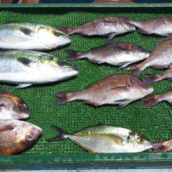 淡路じゃのひれフィッシングパーク 釣果