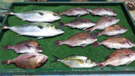 淡路じゃのひれフィッシングパーク 釣果