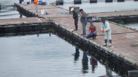 淡路じゃのひれフィッシングパーク 釣果