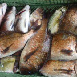 淡路じゃのひれフィッシングパーク 釣果