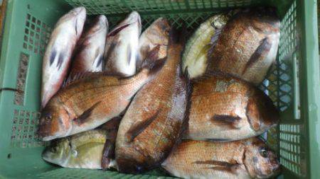 淡路じゃのひれフィッシングパーク 釣果