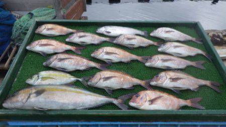 淡路じゃのひれフィッシングパーク 釣果