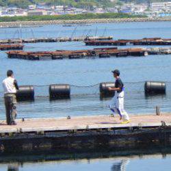 淡路じゃのひれフィッシングパーク 釣果