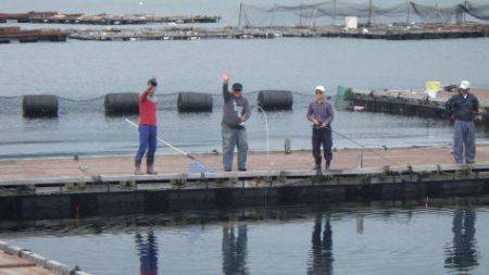 淡路じゃのひれフィッシングパーク 釣果