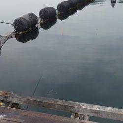 淡路じゃのひれフィッシングパーク 釣果