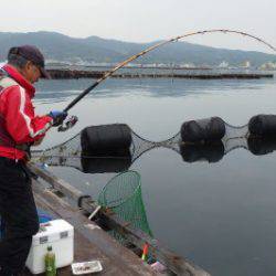 淡路じゃのひれフィッシングパーク 釣果