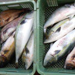 淡路じゃのひれフィッシングパーク 釣果