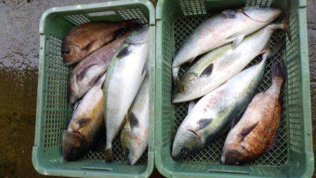 淡路じゃのひれフィッシングパーク 釣果