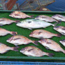 淡路じゃのひれフィッシングパーク 釣果