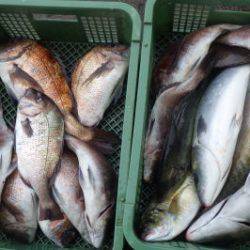 淡路じゃのひれフィッシングパーク 釣果