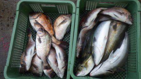 淡路じゃのひれフィッシングパーク 釣果