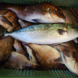 淡路じゃのひれフィッシングパーク 釣果