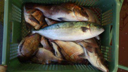 淡路じゃのひれフィッシングパーク 釣果