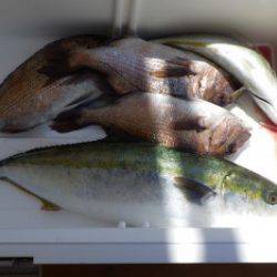 淡路じゃのひれフィッシングパーク 釣果