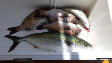 淡路じゃのひれフィッシングパーク 釣果