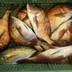 淡路じゃのひれフィッシングパーク 釣果