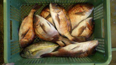 淡路じゃのひれフィッシングパーク 釣果