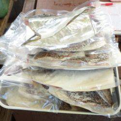 淡路じゃのひれフィッシングパーク 釣果