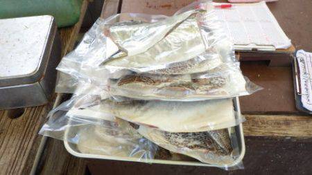 淡路じゃのひれフィッシングパーク 釣果