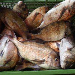 淡路じゃのひれフィッシングパーク 釣果