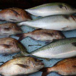 淡路じゃのひれフィッシングパーク 釣果