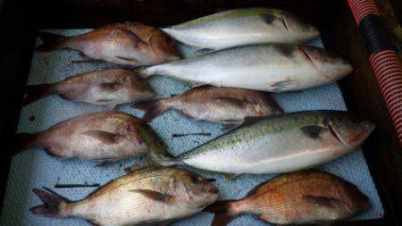 淡路じゃのひれフィッシングパーク 釣果