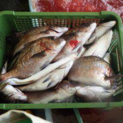 淡路じゃのひれフィッシングパーク 釣果