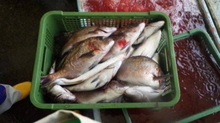 淡路じゃのひれフィッシングパーク 釣果