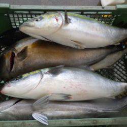 淡路じゃのひれフィッシングパーク 釣果