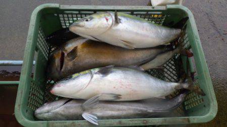 淡路じゃのひれフィッシングパーク 釣果