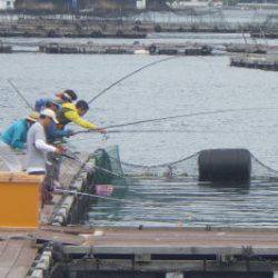 淡路じゃのひれフィッシングパーク 釣果