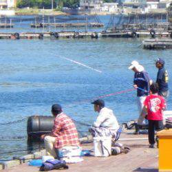 淡路じゃのひれフィッシングパーク 釣果