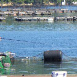 淡路じゃのひれフィッシングパーク 釣果