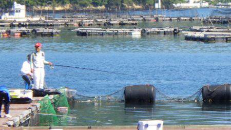 淡路じゃのひれフィッシングパーク 釣果