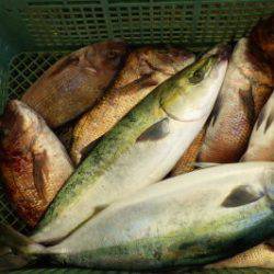 淡路じゃのひれフィッシングパーク 釣果