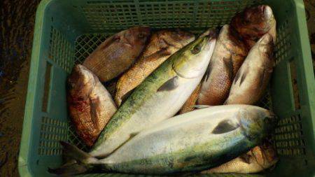 淡路じゃのひれフィッシングパーク 釣果