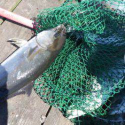 淡路じゃのひれフィッシングパーク 釣果