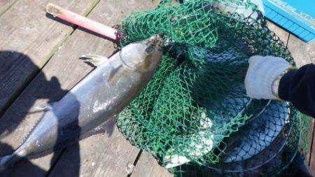 淡路じゃのひれフィッシングパーク 釣果