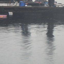 淡路じゃのひれフィッシングパーク 釣果